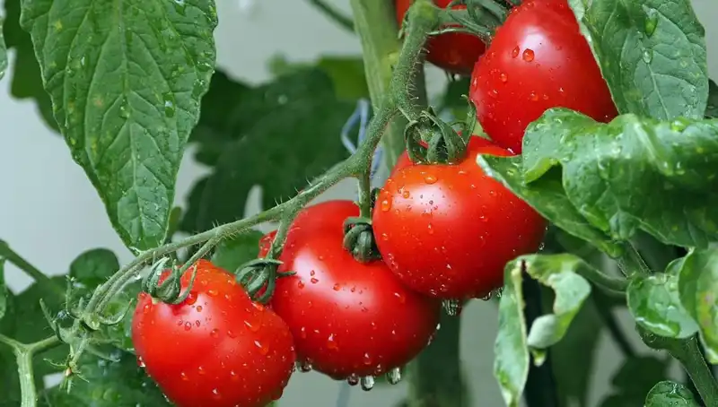 Domateslerin Geçmişi ve Geleceği: İnsanlık İçin Ne Anlama Geliyor?