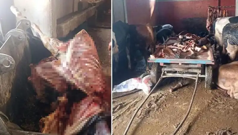 Adana'da Skandal: 2,5 Ton At Eti Ele Geçirildi, 4 At Kurtarıldı