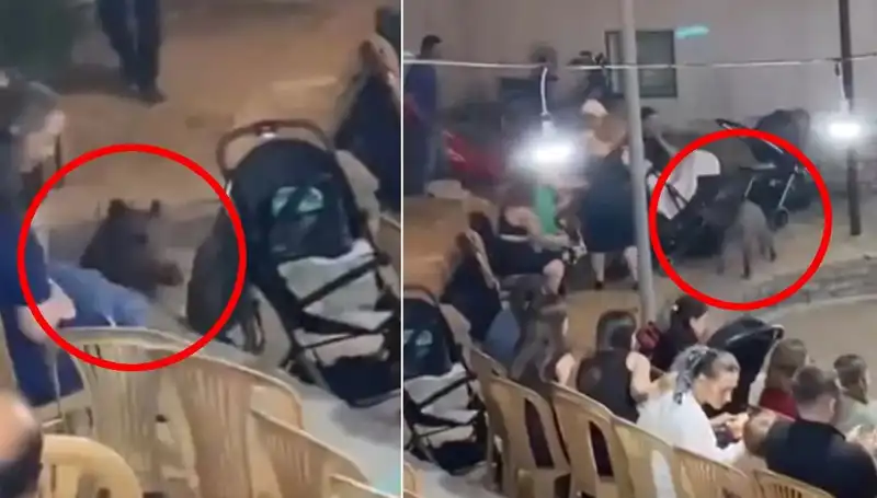 Düğün Törenini Bastı! Yaban Domuzu Gelin ve Davetlileri Paniğe Sürükledi
