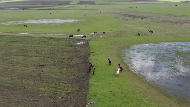 Kars'ın Eşsiz Doğasında Yılkı Atlarının Görkemli Dansı