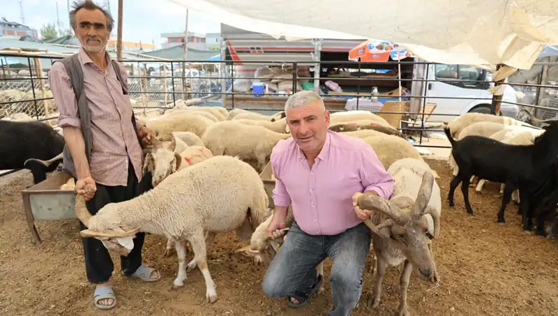 Kurban Pazarında Fırtına Gibi Esti: 4 Boynuzlu Koçlar Dikkat Çekiyor!