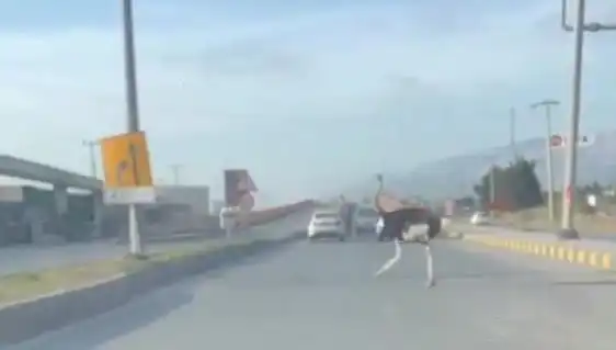 Trafikte Deve Kuşu Görülmesi Neden Şaşkınlık Yarattı?