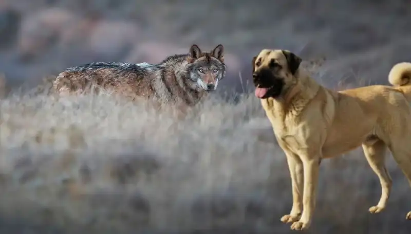 Kurtların Popülasyon Artışı, Kangal Köpeğine Olan Talepleri Nasıl Etkiledi?