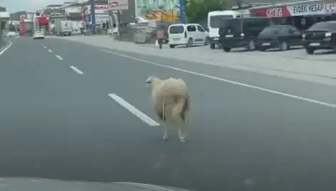 Yalova'da Kaçan Kurbanlıklar Trafiği Alt Üst Etti, Şaşkın Bakışlar!