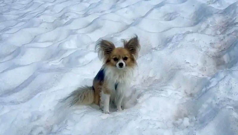 Cesur Köpek, Buzul Yarığındaki Sahibine Nasıl Hayat Verdi?