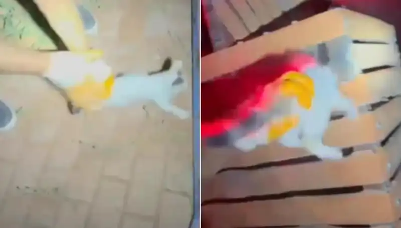 İtfaiye Gece Yarısında Kediyi Kurtarmak İçin Harekete Geçti