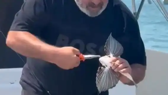 Saros'ta Nadir Görülen Kırlangıç Balığı Şaşırttı: Oltaya Takıldı!