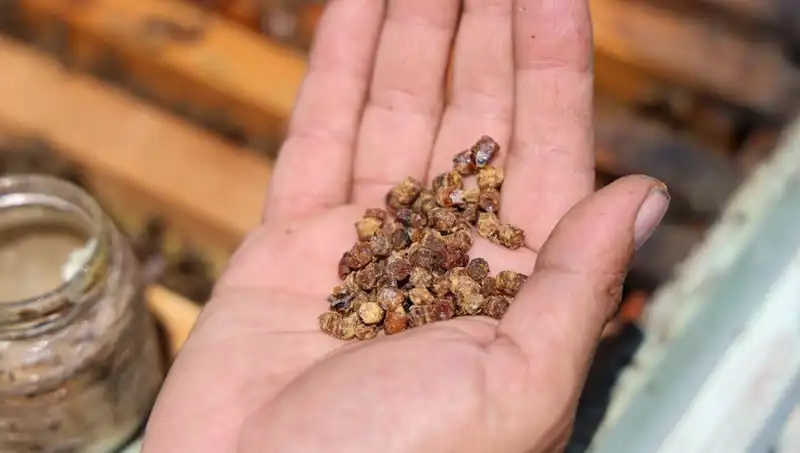 Eskiden Çöpe Atılan Besin, Şimdi 3 Bin TL’ye Satılıyor: Protein Zengini Keşif