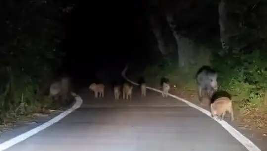 Elazığ’da Domuz Sürüsü Yolda Vatandaşları Şaşırttı!