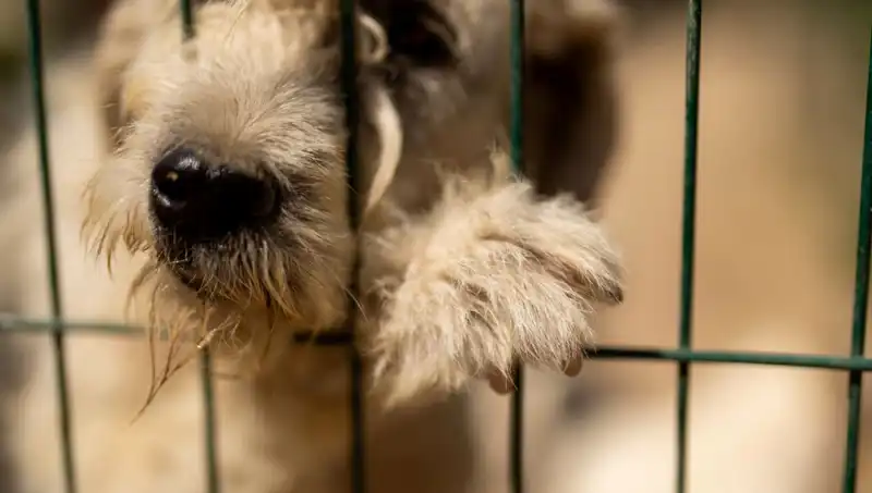İş Stresi, Sevimli Dostlarımız Köpekleri de Etkiliyor!