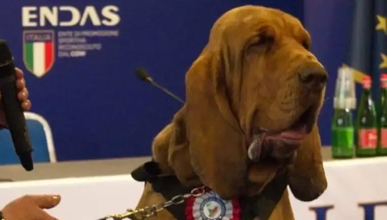 Çivili Sosisle Yapılan Suikast: Arama Köpeği Hayatını Kaybetti