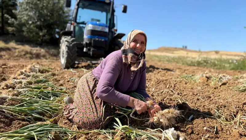 Dünyaca Ünlü Selenyum Zengini Tarım Ürünü Tarlada Sizi Bekliyor!