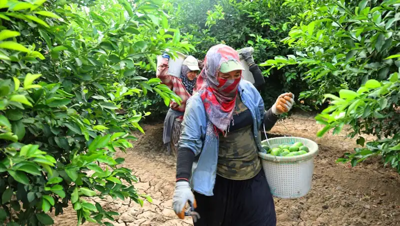 Marketlerde Patates Krizi: Kilosu 150 Lirayı Aştı!