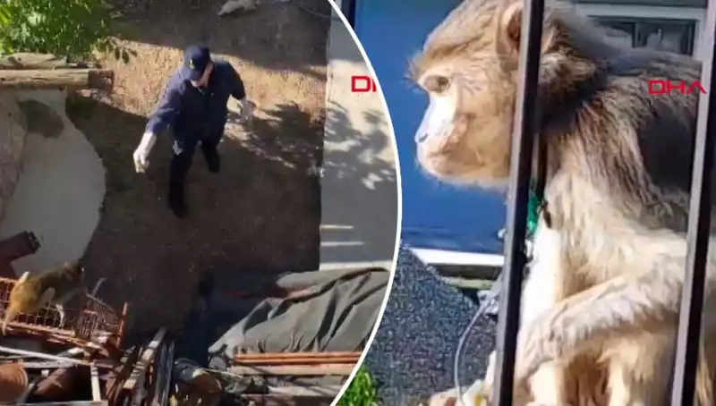 Muğla'da Sıra Dışı Bir Olay: Maymun Mahallede Koşuşturdu