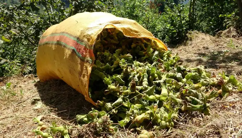 Giresun'da Fındık Hasadı Başladı: Üreticiler Umutla Bekliyor