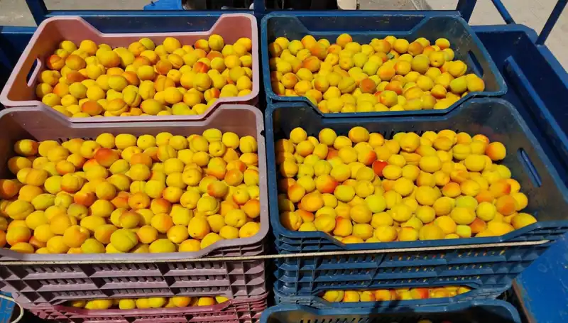 İlk Hasat Heyecanı: Çiftçiler 500 TL’den Ürünlerini Satmaya Başladı