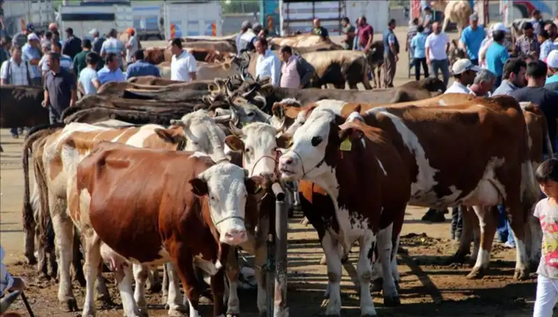 2025 Kurbanlık Fiyatları: İl İl Güncel Canlı Kilo Değerleri Açıklandı