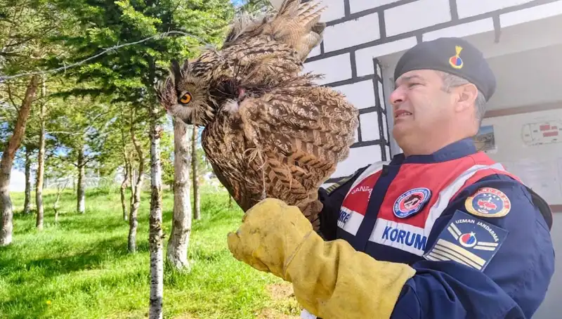 Dikenli Tellere Takılan Puhu, Kurtarıldı ve Tedavi Altına Alındı