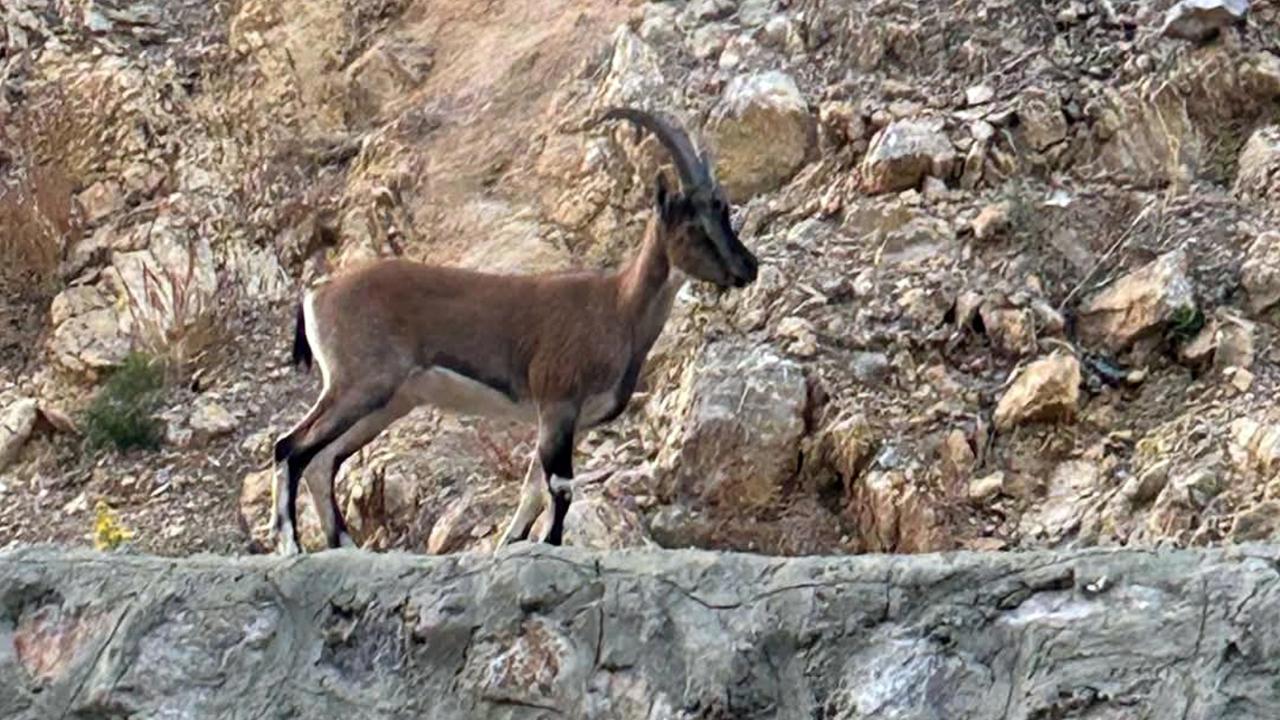 Yaban Keçisini Avlayana Yüksek Cezai İşlem